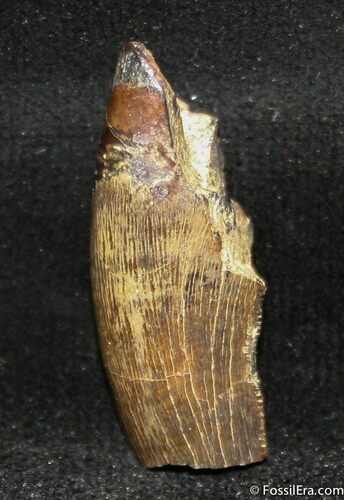 Inch Tyrannosaurid Tooth, T-Rex? #1253